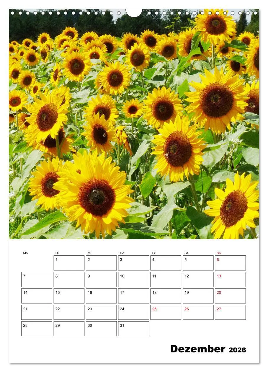 Bild: 9783516396966 | Leuchtende Sonnenblumen (Wandkalender 2026 DIN A3 hoch), CALVENDO...