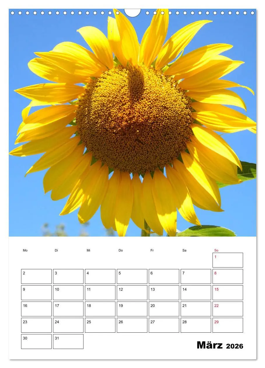 Bild: 9783516396966 | Leuchtende Sonnenblumen (Wandkalender 2026 DIN A3 hoch), CALVENDO...