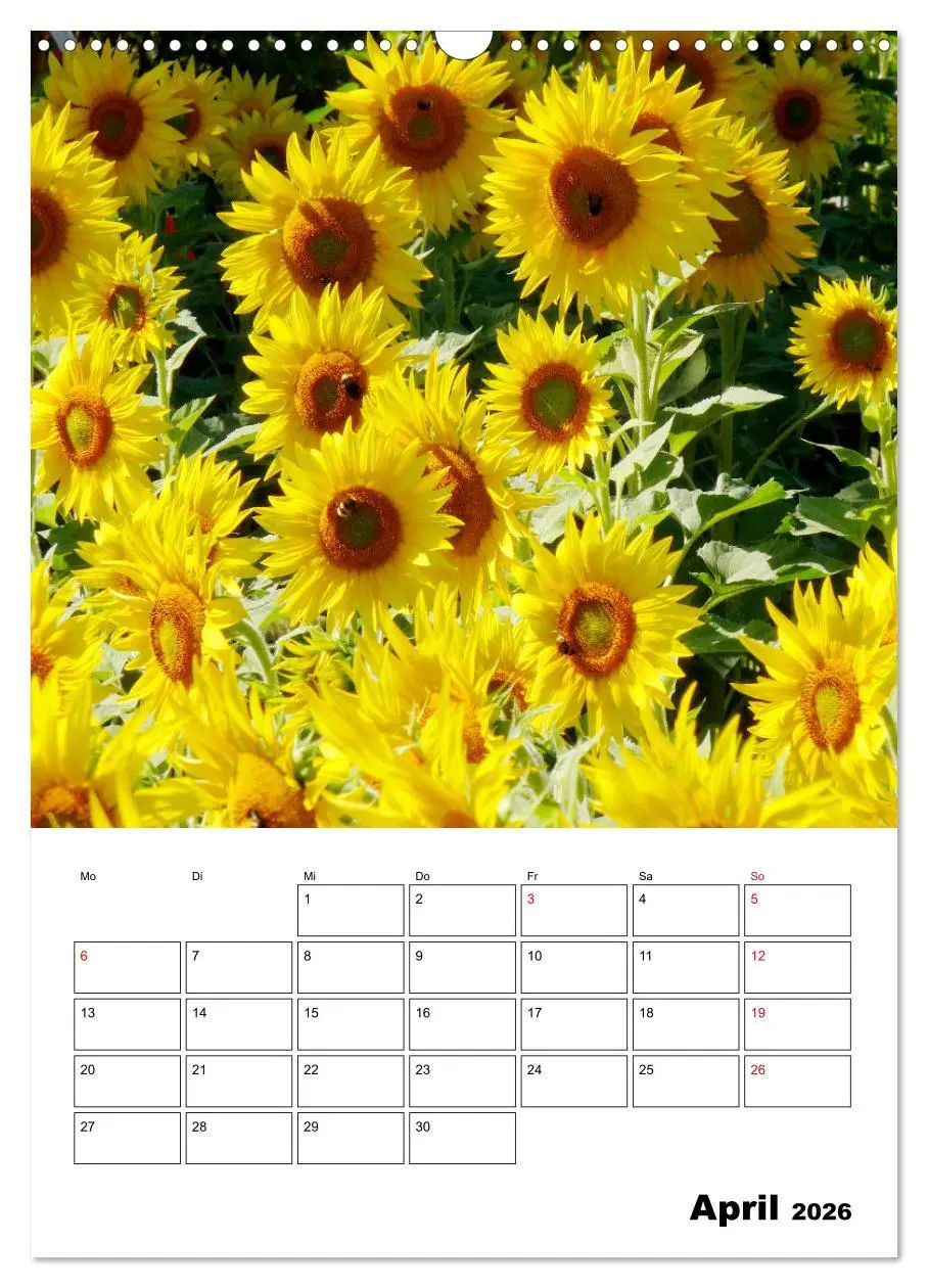 Bild: 9783516396966 | Leuchtende Sonnenblumen (Wandkalender 2026 DIN A3 hoch), CALVENDO...