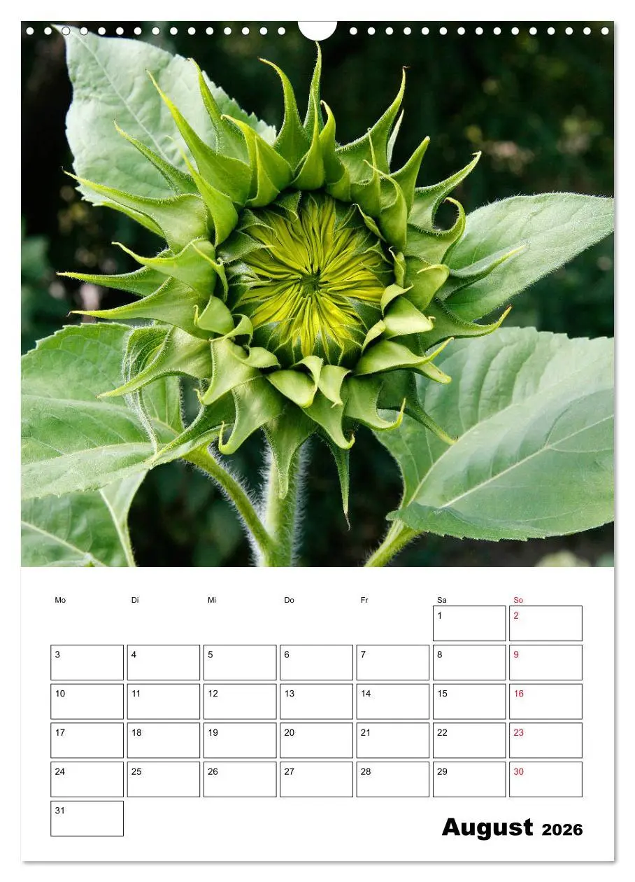 Bild: 9783516396966 | Leuchtende Sonnenblumen (Wandkalender 2026 DIN A3 hoch), CALVENDO...