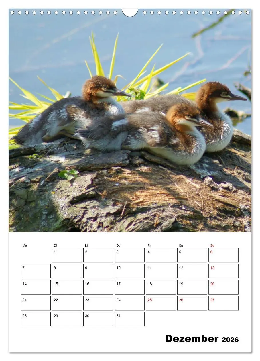 Bild: 9783516427066 | Liebenswerte Enten (Wandkalender 2026 DIN A3 hoch), CALVENDO...