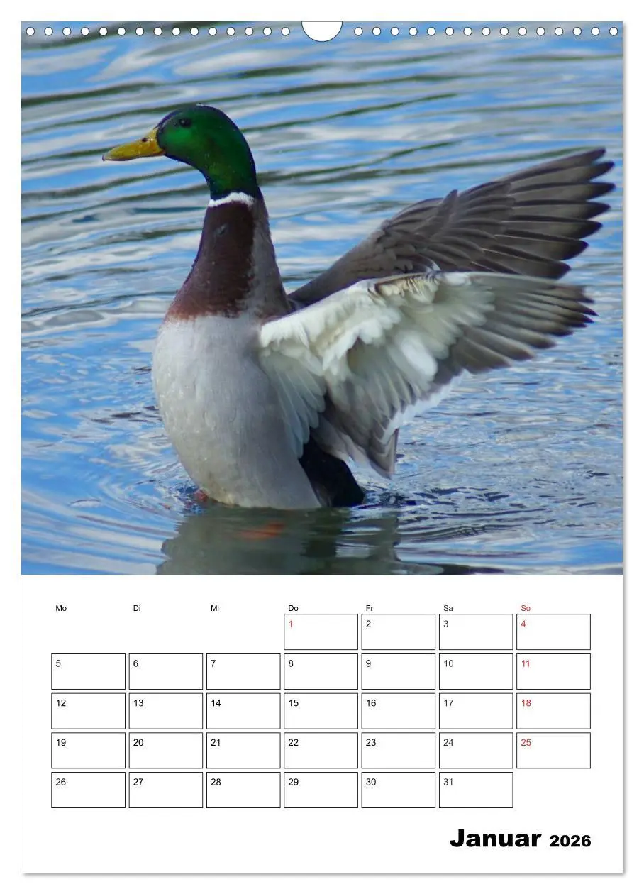 Bild: 9783516427066 | Liebenswerte Enten (Wandkalender 2026 DIN A3 hoch), CALVENDO...