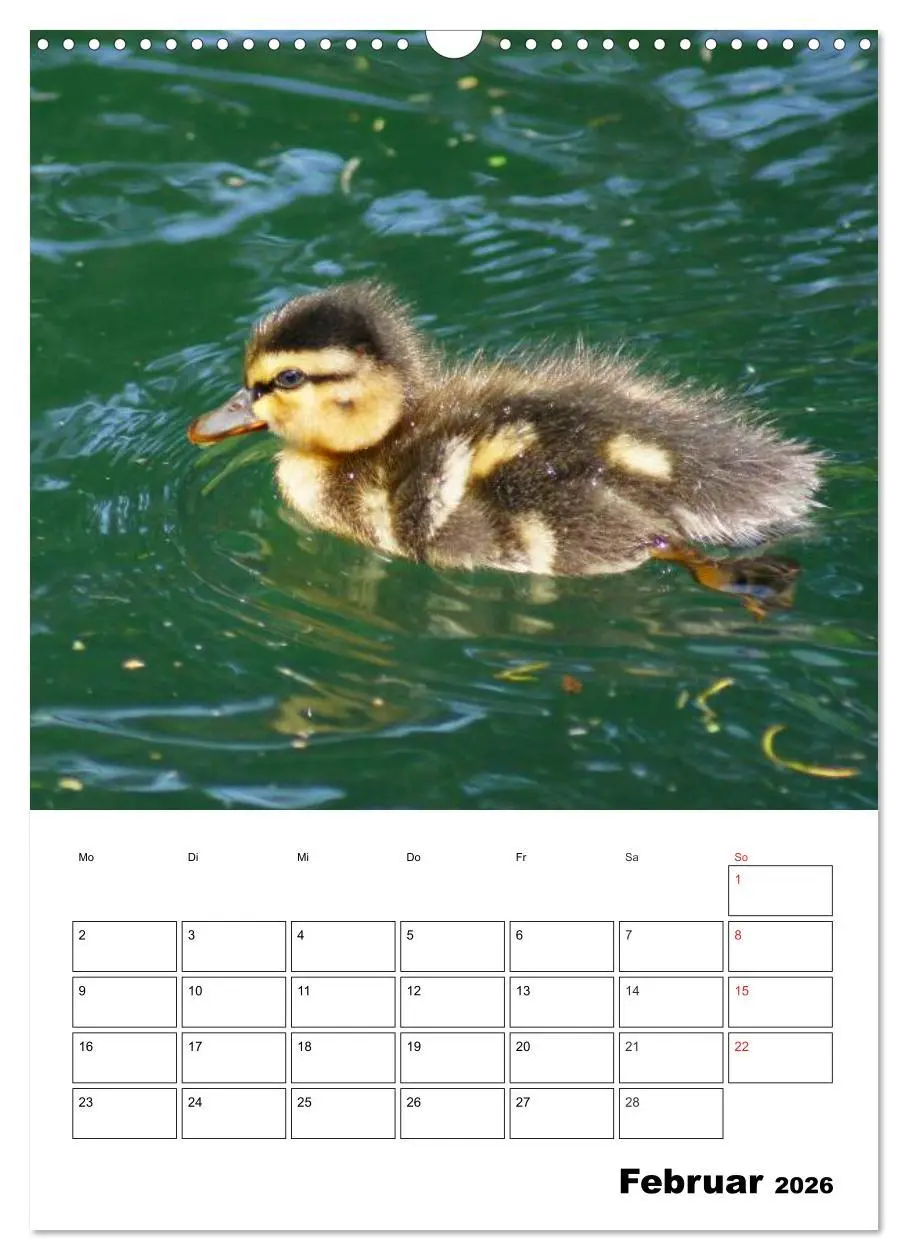 Bild: 9783516427066 | Liebenswerte Enten (Wandkalender 2026 DIN A3 hoch), CALVENDO...