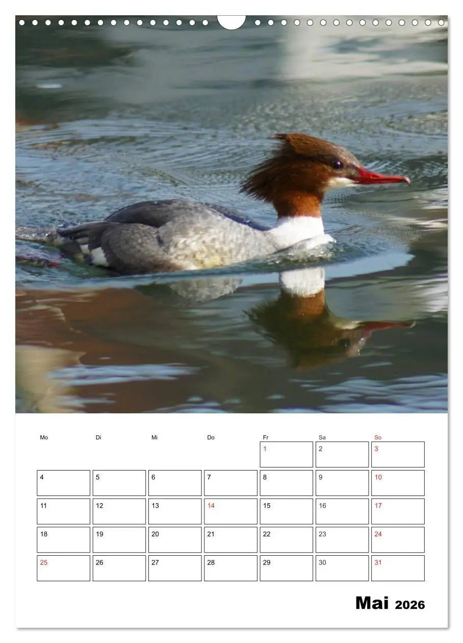 Bild: 9783516427066 | Liebenswerte Enten (Wandkalender 2026 DIN A3 hoch), CALVENDO...