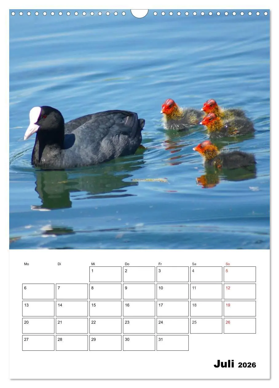 Bild: 9783516427066 | Liebenswerte Enten (Wandkalender 2026 DIN A3 hoch), CALVENDO...