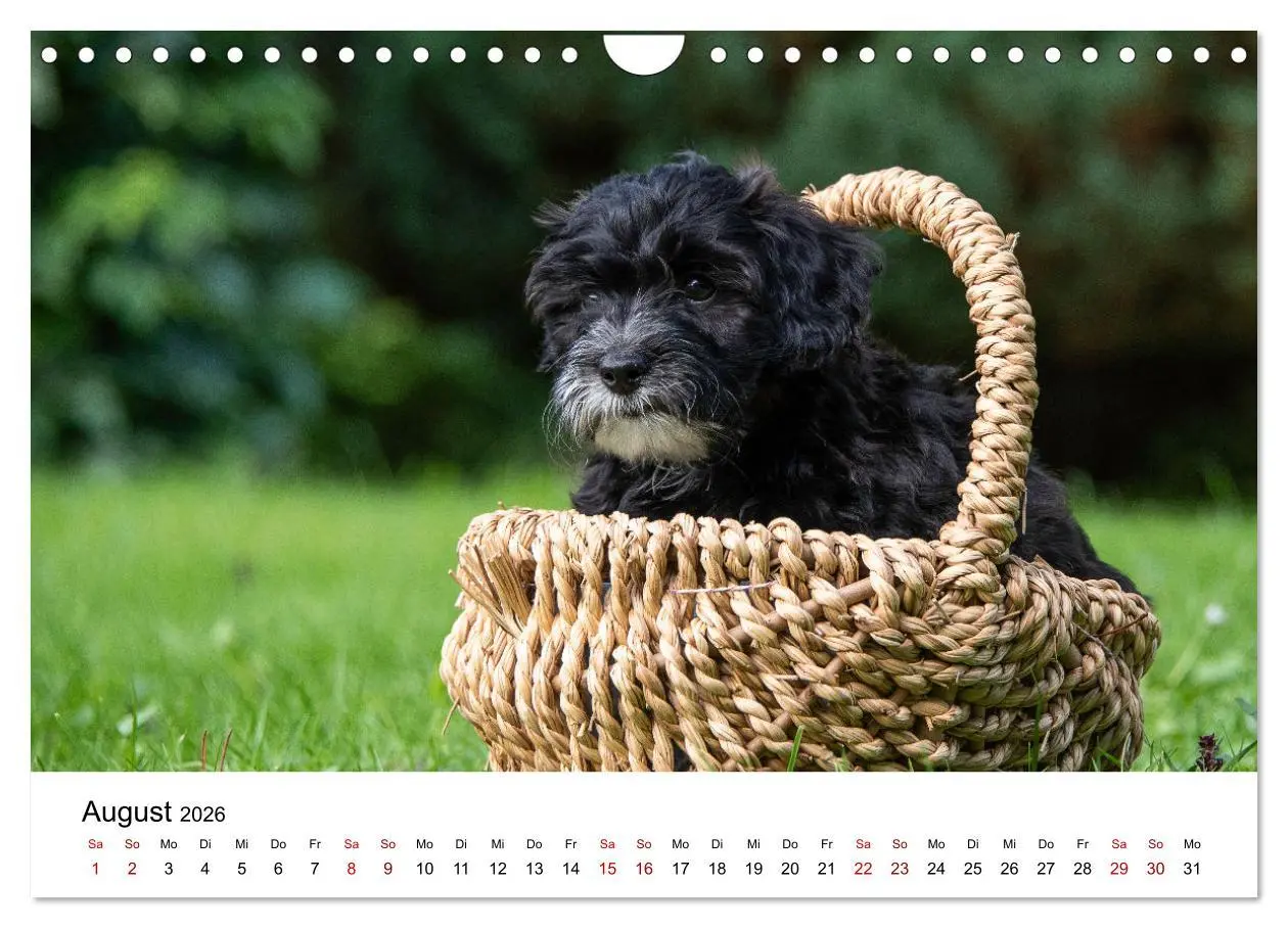 Bild: 9783457627266 | Maltipoo Welpen (Wandkalender 2026 DIN A4 quer), CALVENDO...