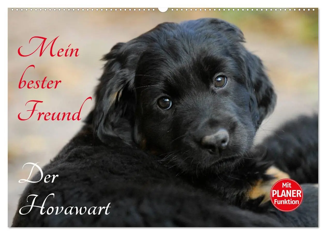 Cover: 9783516007466 | Mein bester Freund - Der Hovawart (Wandkalender 2026 DIN A2 quer),...