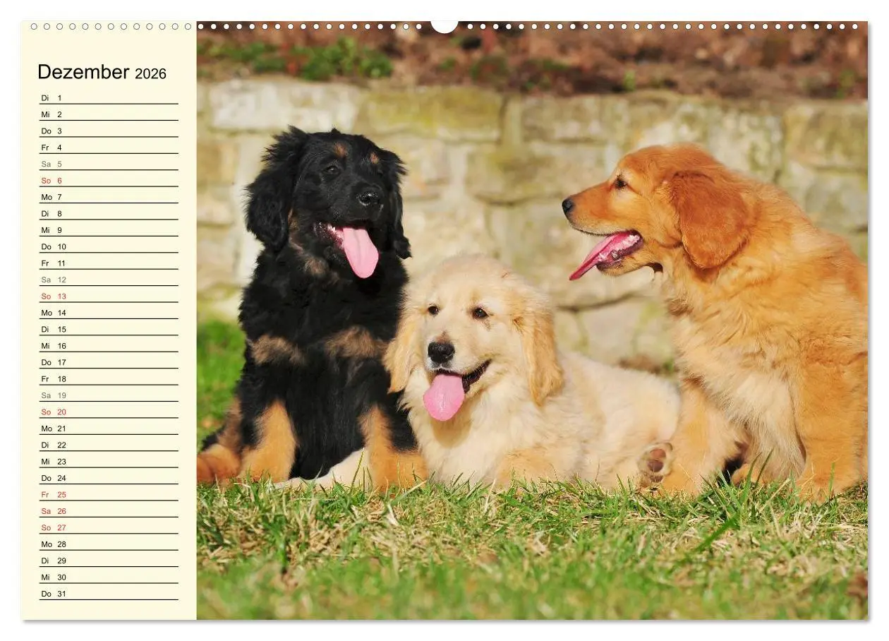 Bild: 9783516007466 | Mein bester Freund - Der Hovawart (Wandkalender 2026 DIN A2 quer),...