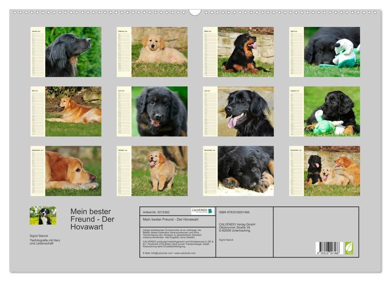Bild: 9783516007466 | Mein bester Freund - Der Hovawart (Wandkalender 2026 DIN A2 quer),...