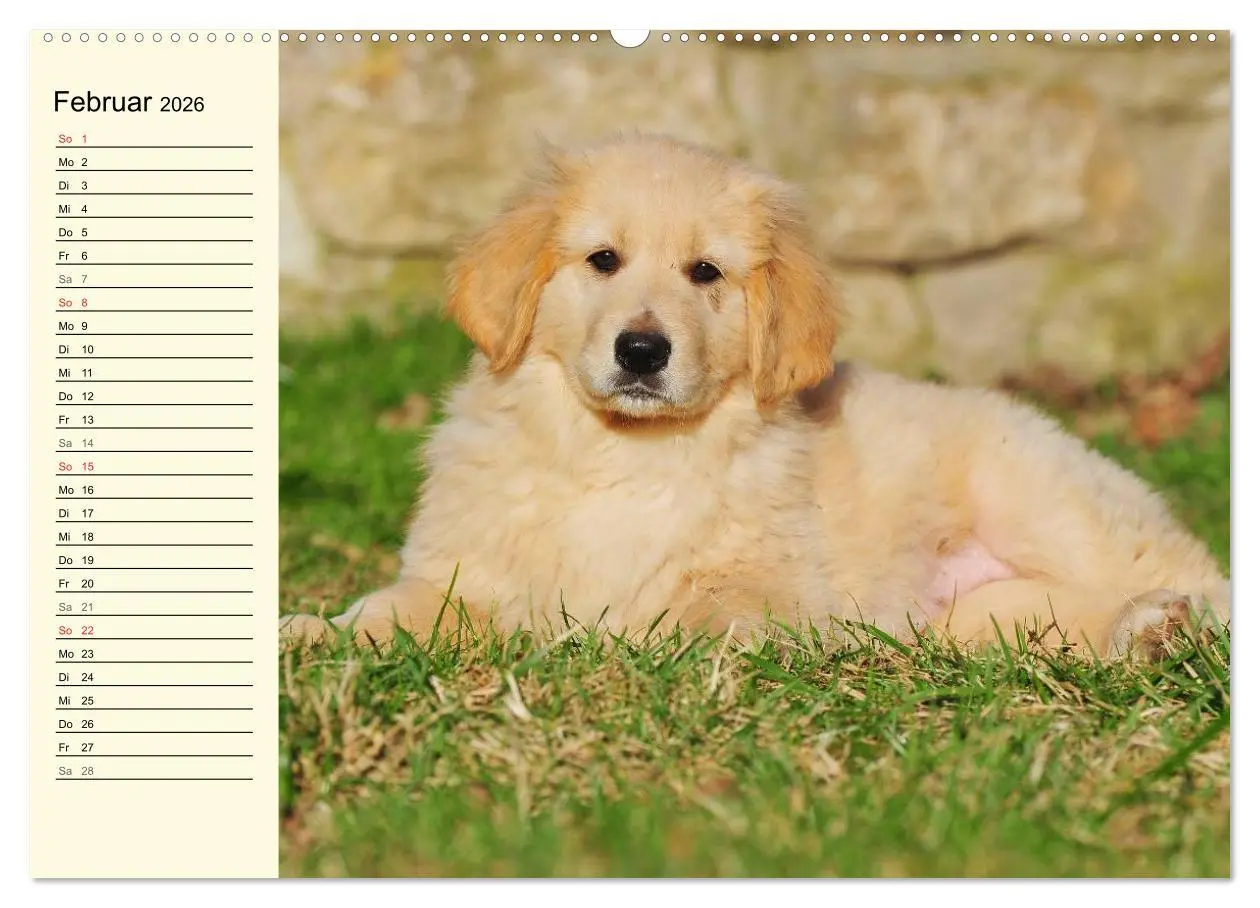 Bild: 9783516007466 | Mein bester Freund - Der Hovawart (Wandkalender 2026 DIN A2 quer),...
