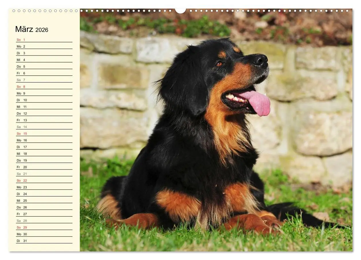 Bild: 9783516007466 | Mein bester Freund - Der Hovawart (Wandkalender 2026 DIN A2 quer),...