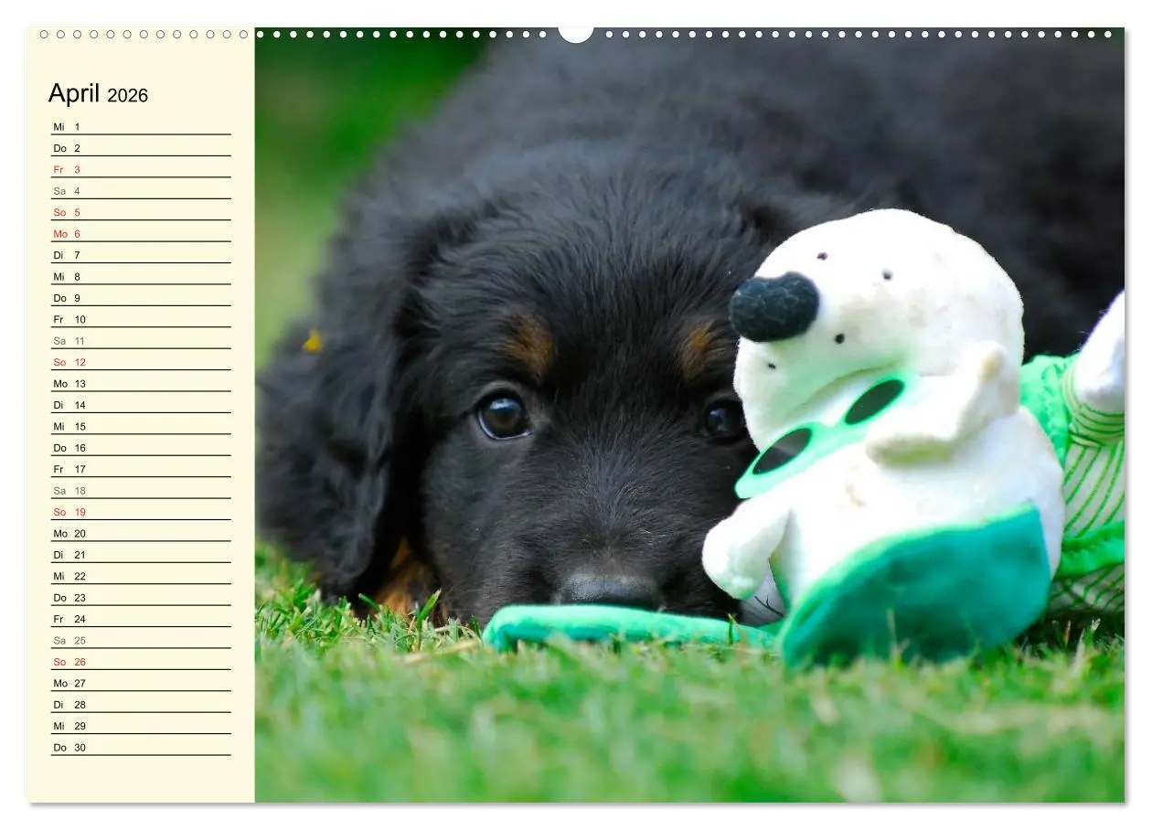 Bild: 9783516007466 | Mein bester Freund - Der Hovawart (Wandkalender 2026 DIN A2 quer),...