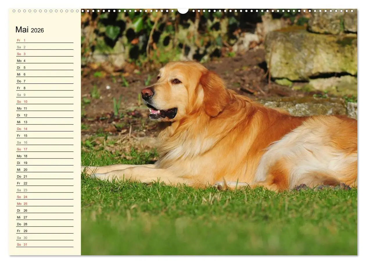Bild: 9783516007466 | Mein bester Freund - Der Hovawart (Wandkalender 2026 DIN A2 quer),...
