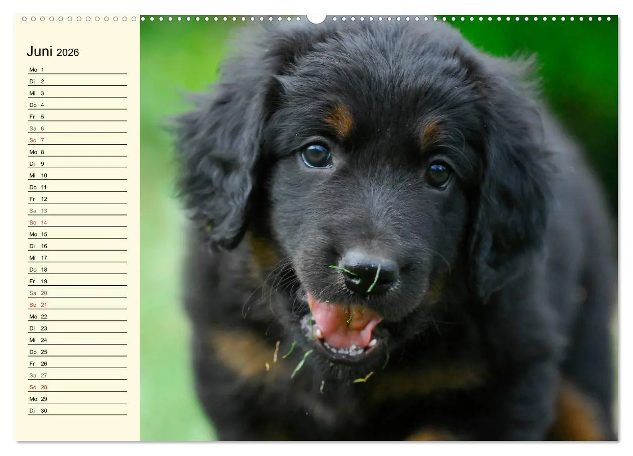 Bild: 9783516007466 | Mein bester Freund - Der Hovawart (Wandkalender 2026 DIN A2 quer),...