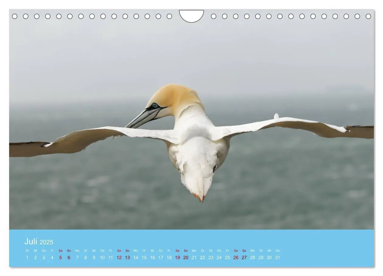 Bild: 9783457207666 | Basstölpel auf Helgoland - von Ostfriesenfotografie (Wandkalender...