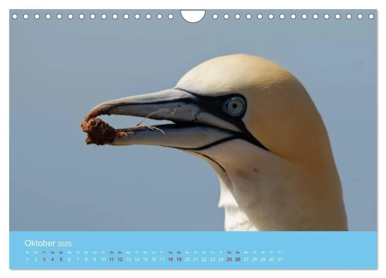 Bild: 9783457207666 | Basstölpel auf Helgoland - von Ostfriesenfotografie (Wandkalender...