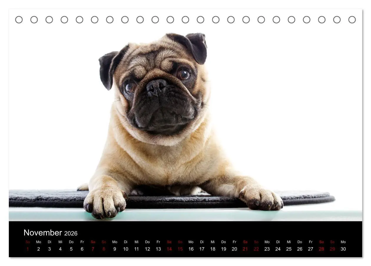 Bild: 9783457757666 | MÖPSE - tierische Momente im Fotostudio (Tischkalender 2026 DIN A5...