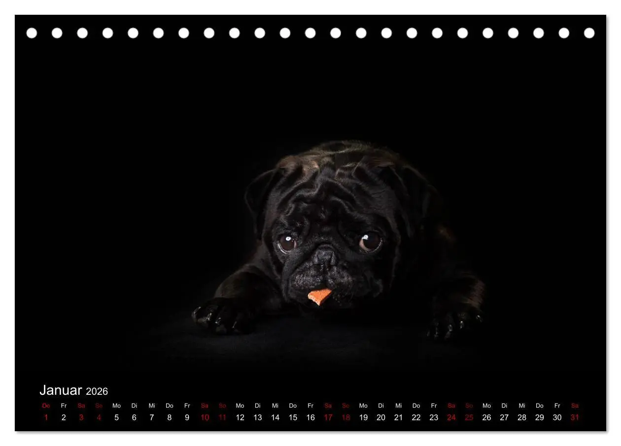 Bild: 9783457757666 | MÖPSE - tierische Momente im Fotostudio (Tischkalender 2026 DIN A5...