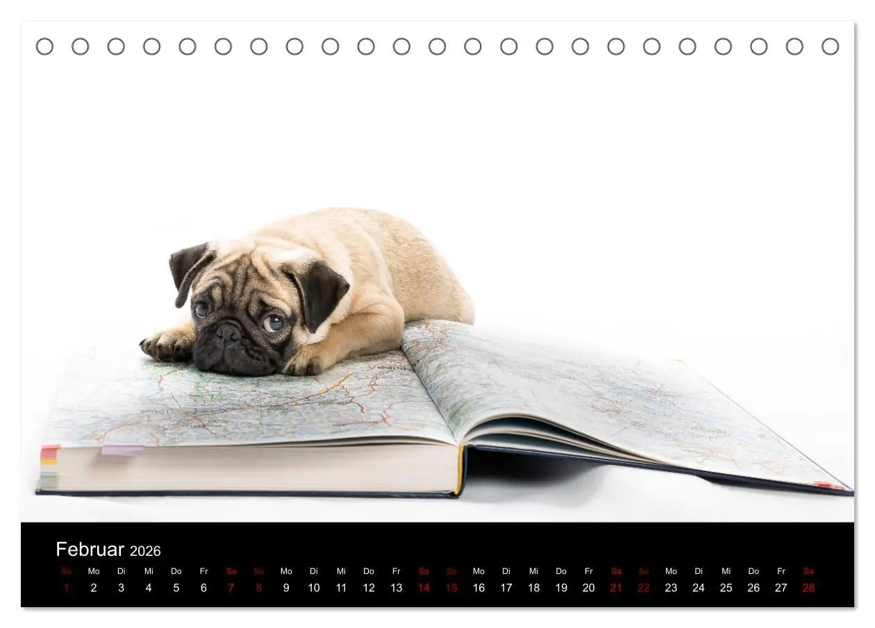 Bild: 9783457757666 | MÖPSE - tierische Momente im Fotostudio (Tischkalender 2026 DIN A5...