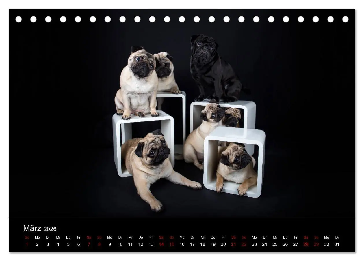 Bild: 9783457757666 | MÖPSE - tierische Momente im Fotostudio (Tischkalender 2026 DIN A5...