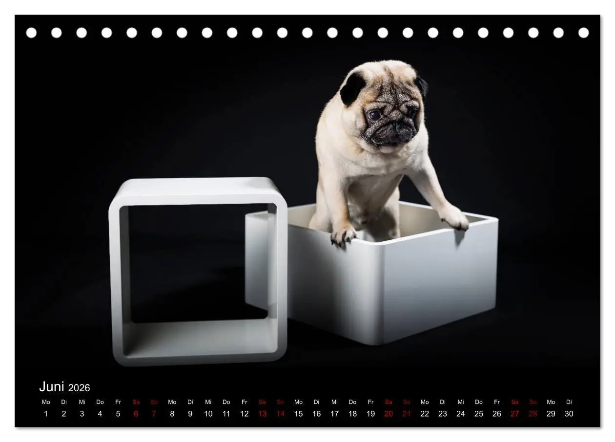 Bild: 9783457757666 | MÖPSE - tierische Momente im Fotostudio (Tischkalender 2026 DIN A5...