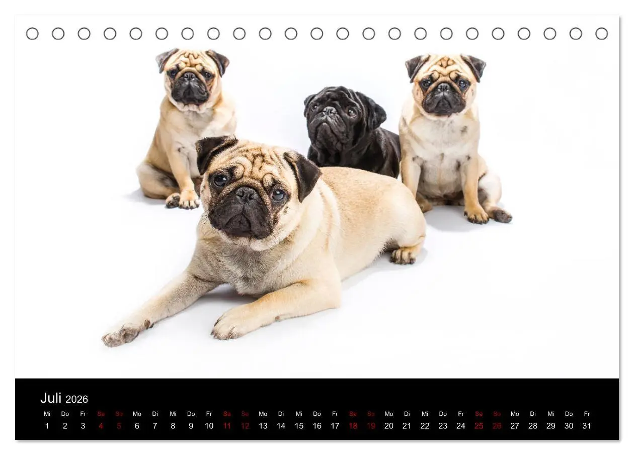 Bild: 9783457757666 | MÖPSE - tierische Momente im Fotostudio (Tischkalender 2026 DIN A5...