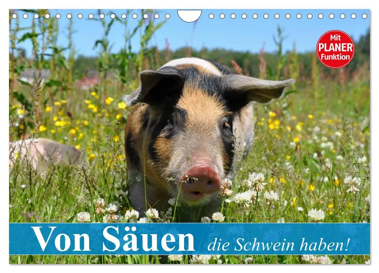 Cover: 9783457997666 | Von Säuen die Schwein haben! (Wandkalender 2026 DIN A4 quer),...
