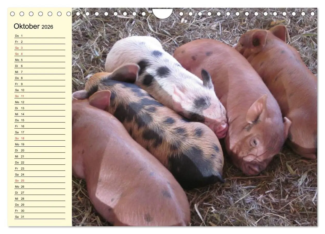 Bild: 9783457997666 | Von Säuen die Schwein haben! (Wandkalender 2026 DIN A4 quer),...