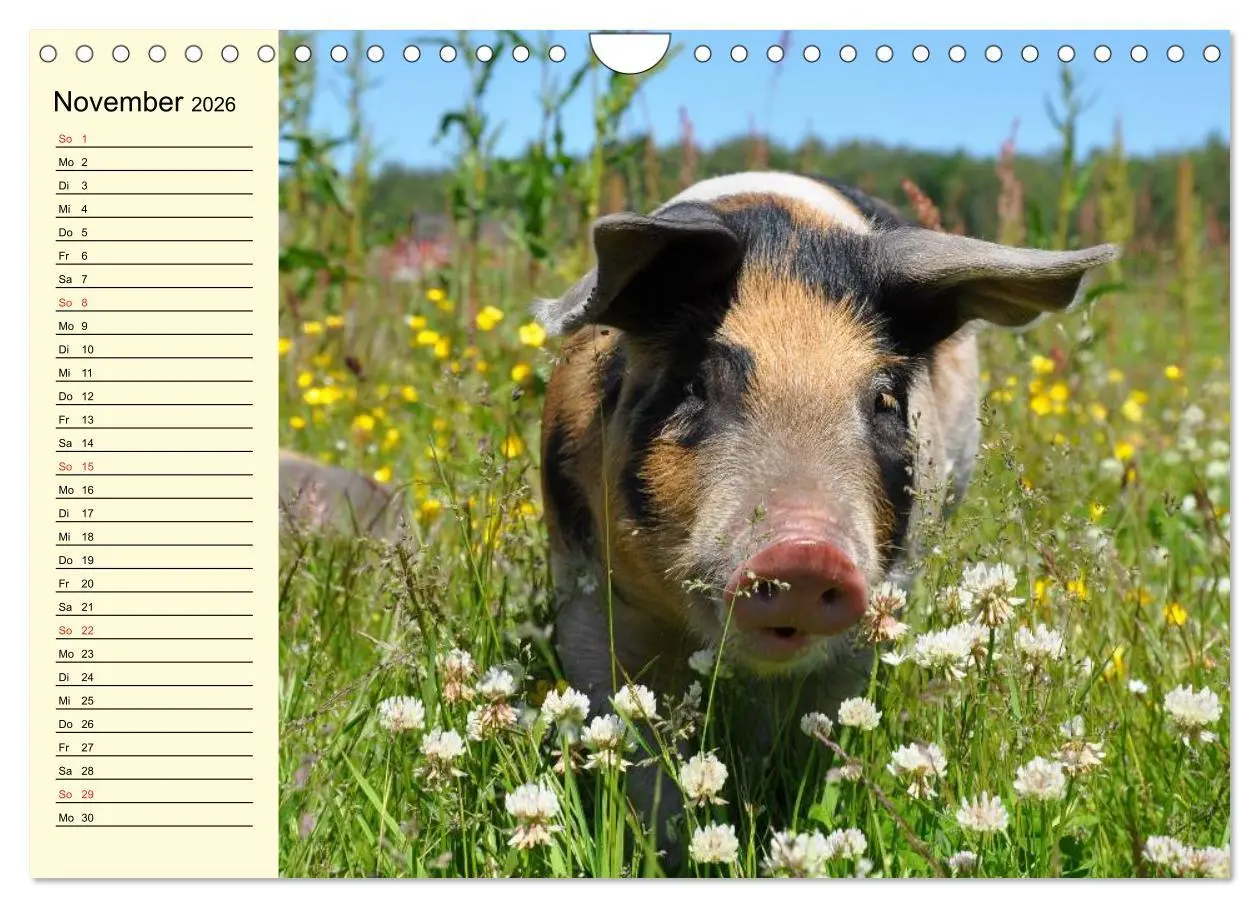 Bild: 9783457997666 | Von Säuen die Schwein haben! (Wandkalender 2026 DIN A4 quer),...