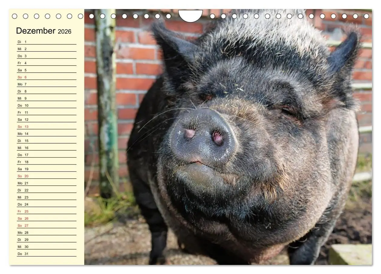 Bild: 9783457997666 | Von Säuen die Schwein haben! (Wandkalender 2026 DIN A4 quer),...