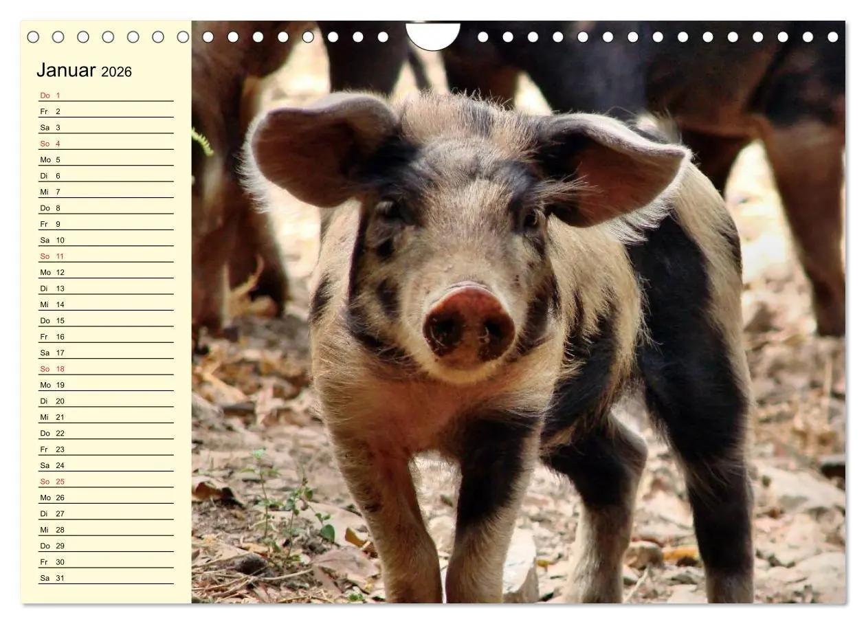 Bild: 9783457997666 | Von Säuen die Schwein haben! (Wandkalender 2026 DIN A4 quer),...