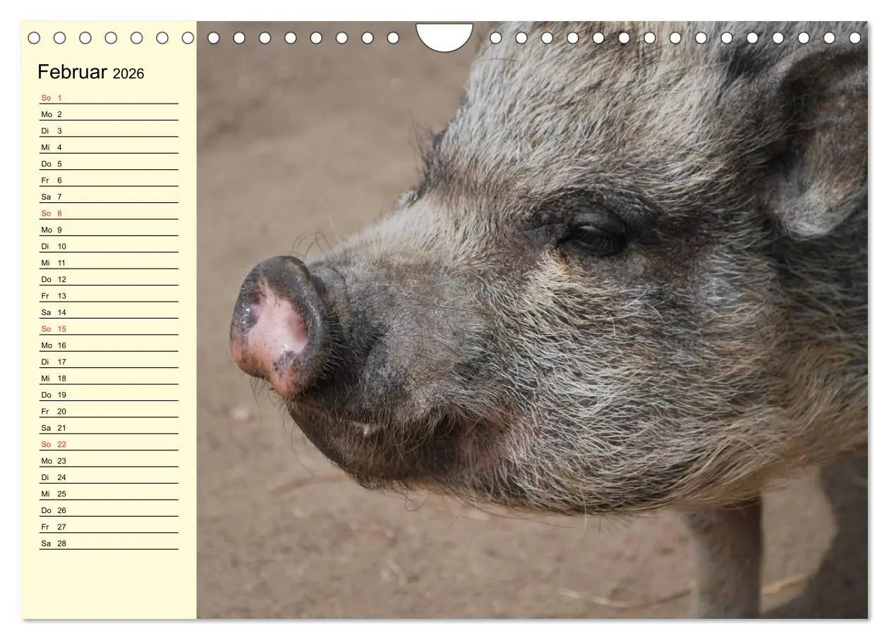 Bild: 9783457997666 | Von Säuen die Schwein haben! (Wandkalender 2026 DIN A4 quer),...
