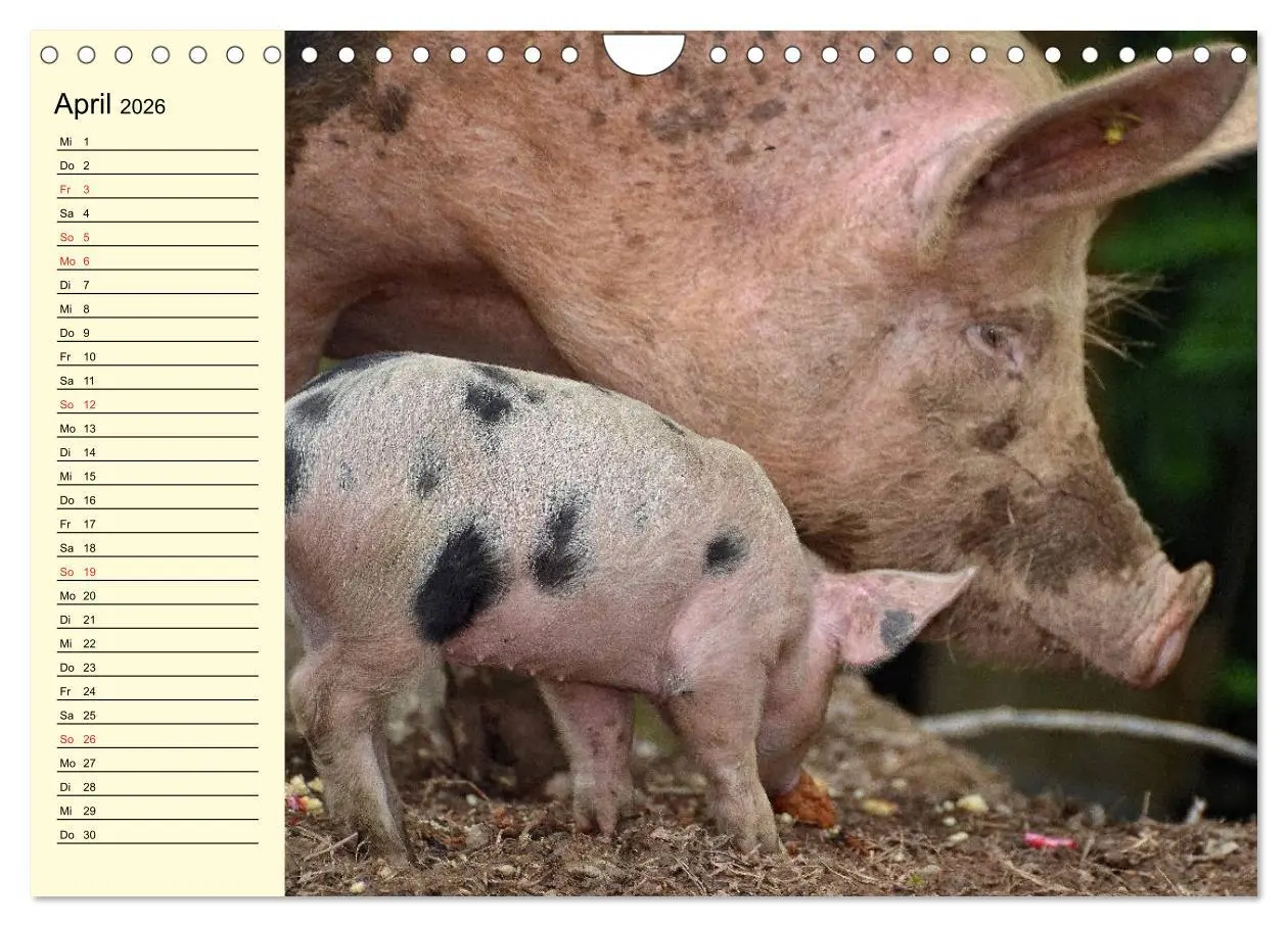 Bild: 9783457997666 | Von Säuen die Schwein haben! (Wandkalender 2026 DIN A4 quer),...