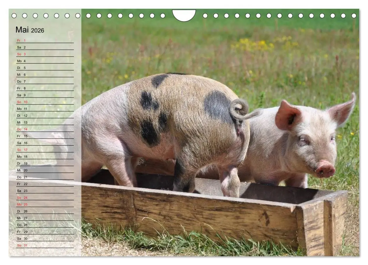Bild: 9783457997666 | Von Säuen die Schwein haben! (Wandkalender 2026 DIN A4 quer),...