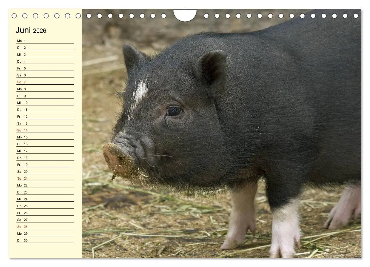 Bild: 9783457997666 | Von Säuen die Schwein haben! (Wandkalender 2026 DIN A4 quer),...