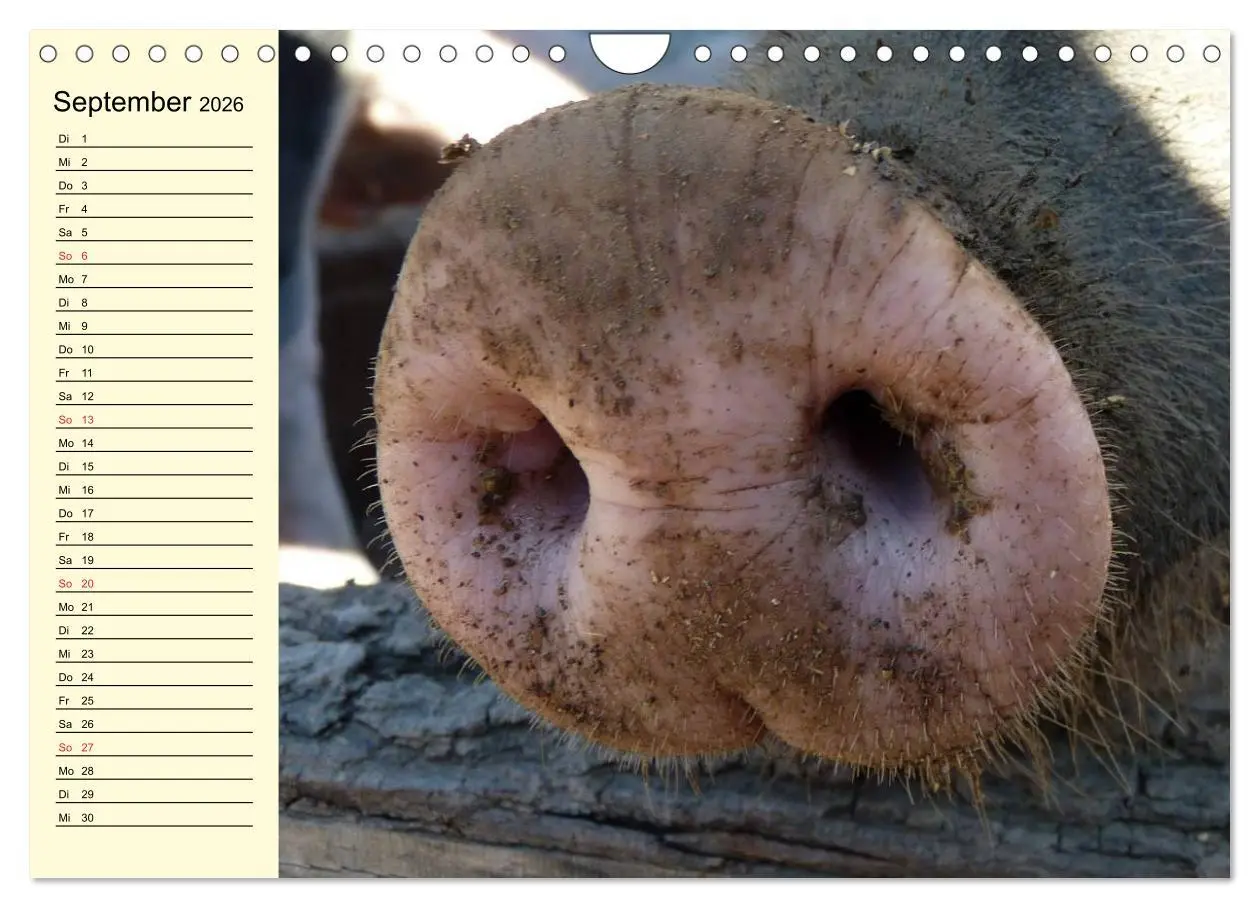 Bild: 9783457997666 | Von Säuen die Schwein haben! (Wandkalender 2026 DIN A4 quer),...
