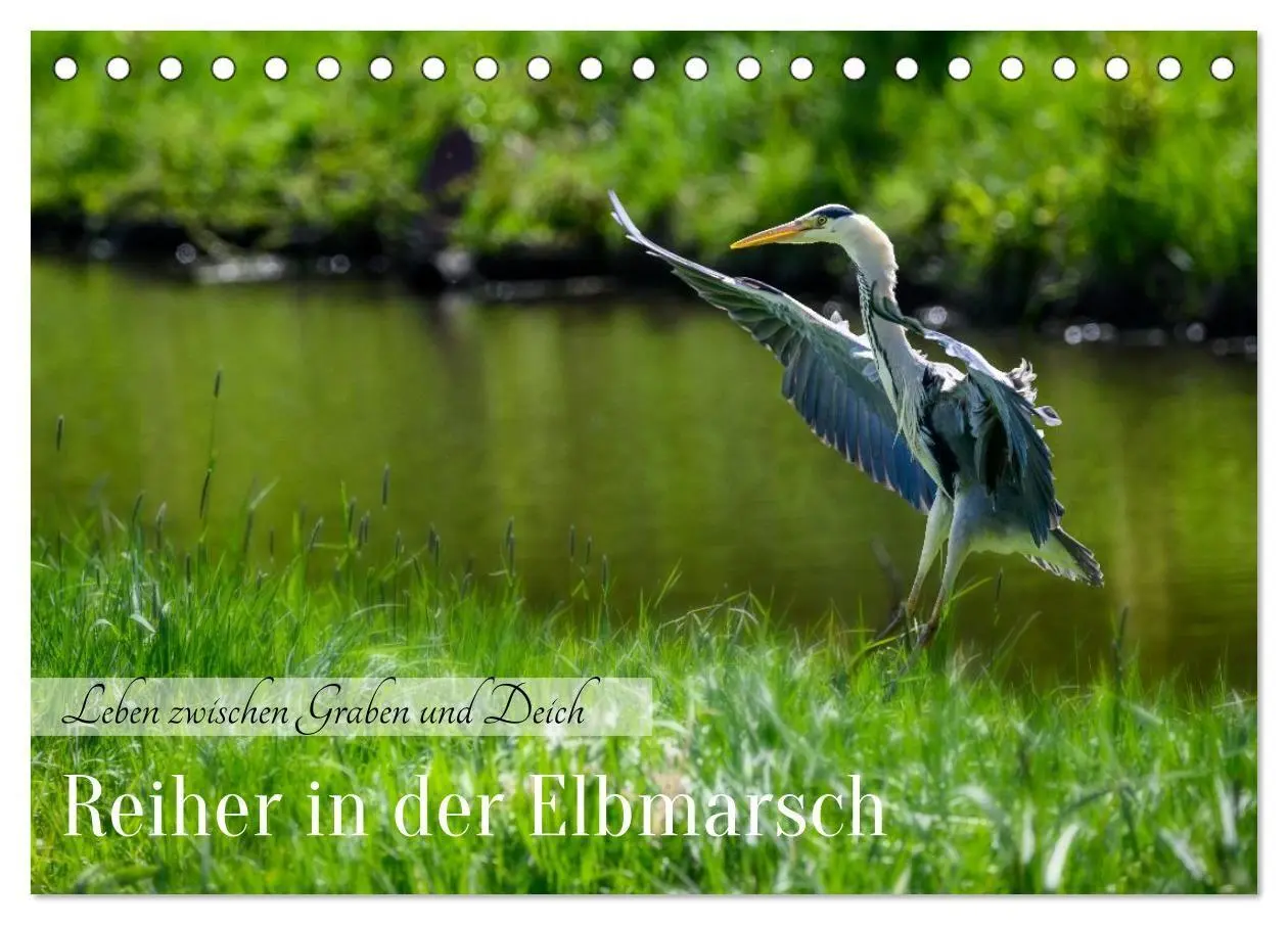 Cover: 9783594377666 | Reiher in der Elbmarsch (Tischkalender 2027 DIN A5 quer), CALVENDO...