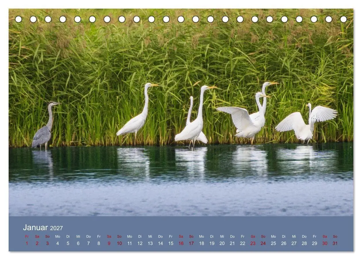 Bild: 9783594377666 | Reiher in der Elbmarsch (Tischkalender 2027 DIN A5 quer), CALVENDO...