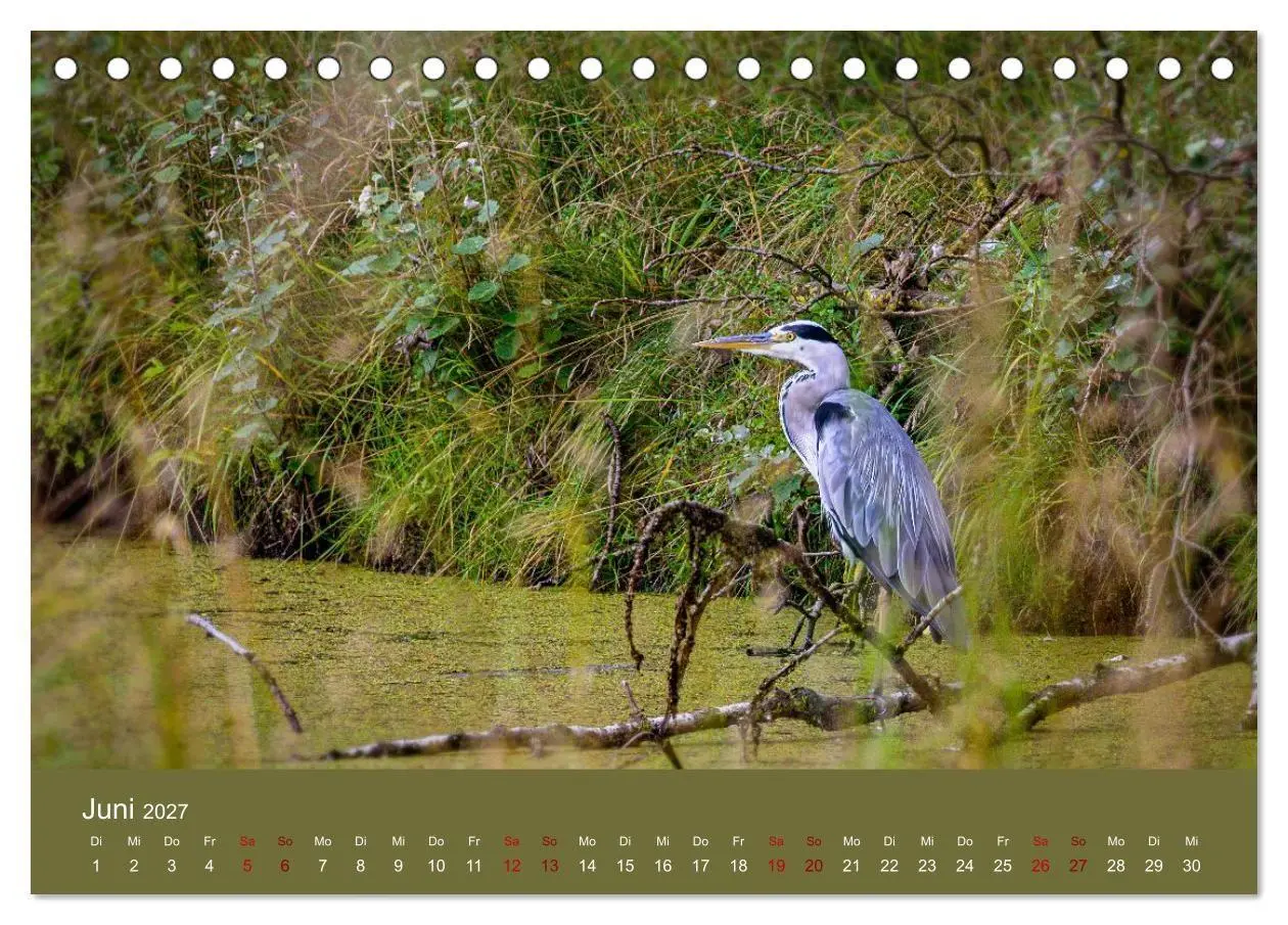 Bild: 9783594377666 | Reiher in der Elbmarsch (Tischkalender 2027 DIN A5 quer), CALVENDO...