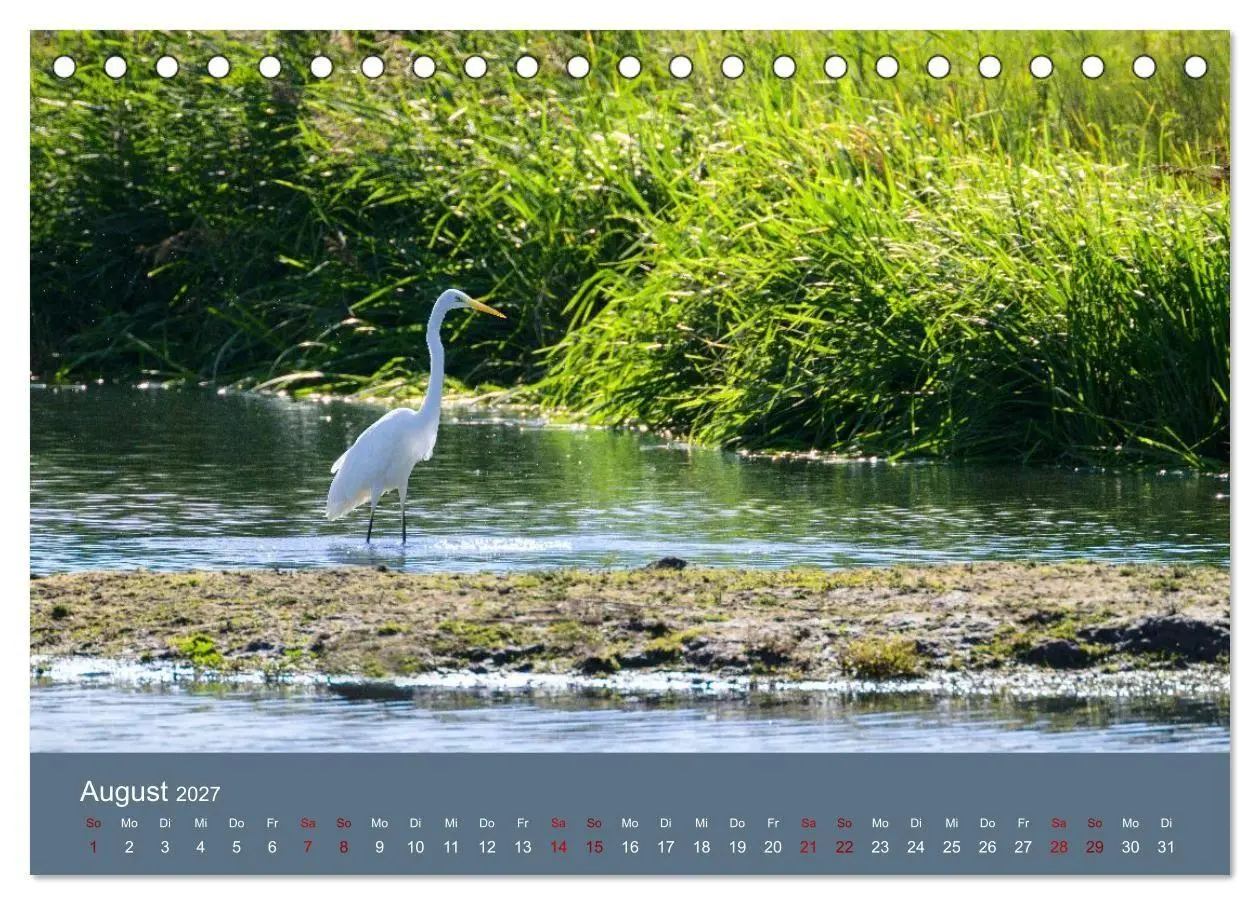 Bild: 9783594377666 | Reiher in der Elbmarsch (Tischkalender 2027 DIN A5 quer), CALVENDO...