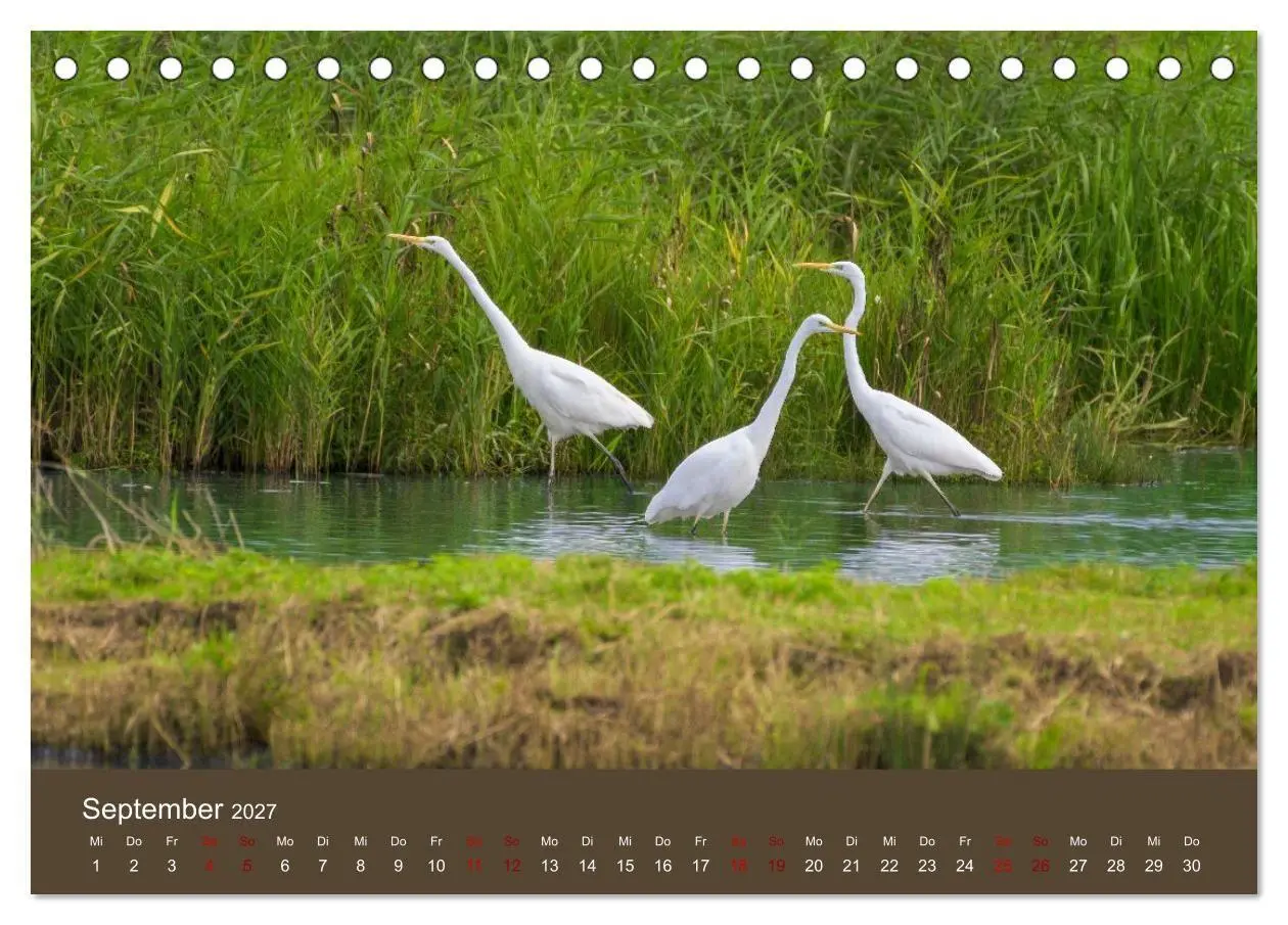 Bild: 9783594377666 | Reiher in der Elbmarsch (Tischkalender 2027 DIN A5 quer), CALVENDO...