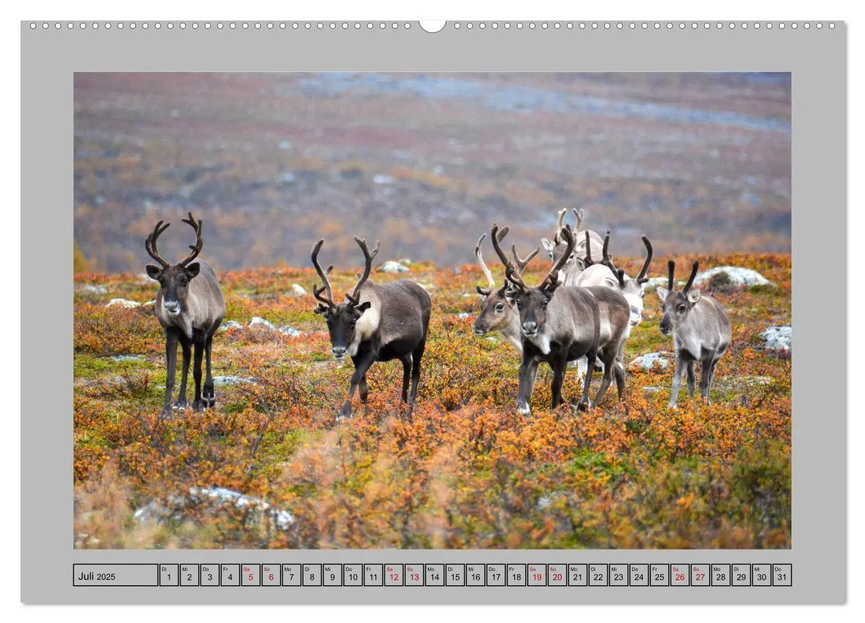 Bild: 9783435277766 | Rentiere im Hohen Norden (Wandkalender 2025 DIN A2 quer), CALVENDO...