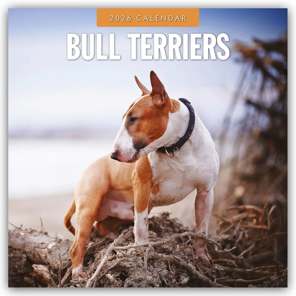 Cover: 9781804427866 | Bull Terriers 2026 Square Wall Calendar | Red Robin | Taschenbuch