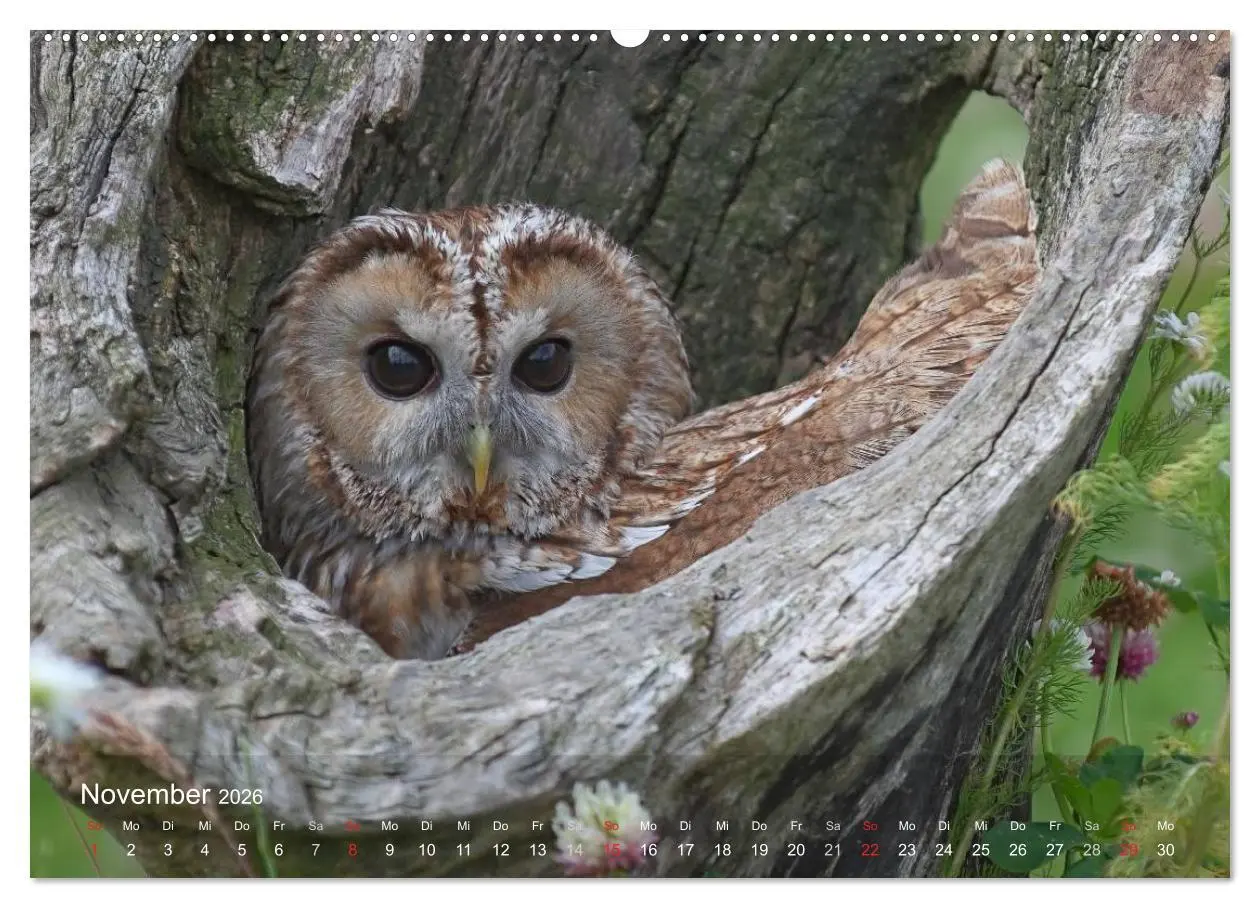 Bild: 9783516127966 | Eulen-Kalender (Wandkalender 2026 DIN A2 quer), CALVENDO...