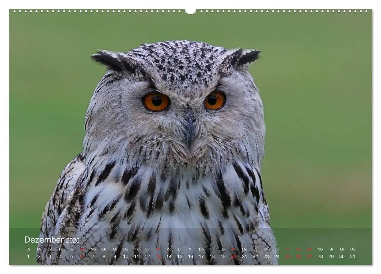 Bild: 9783516127966 | Eulen-Kalender (Wandkalender 2026 DIN A2 quer), CALVENDO...