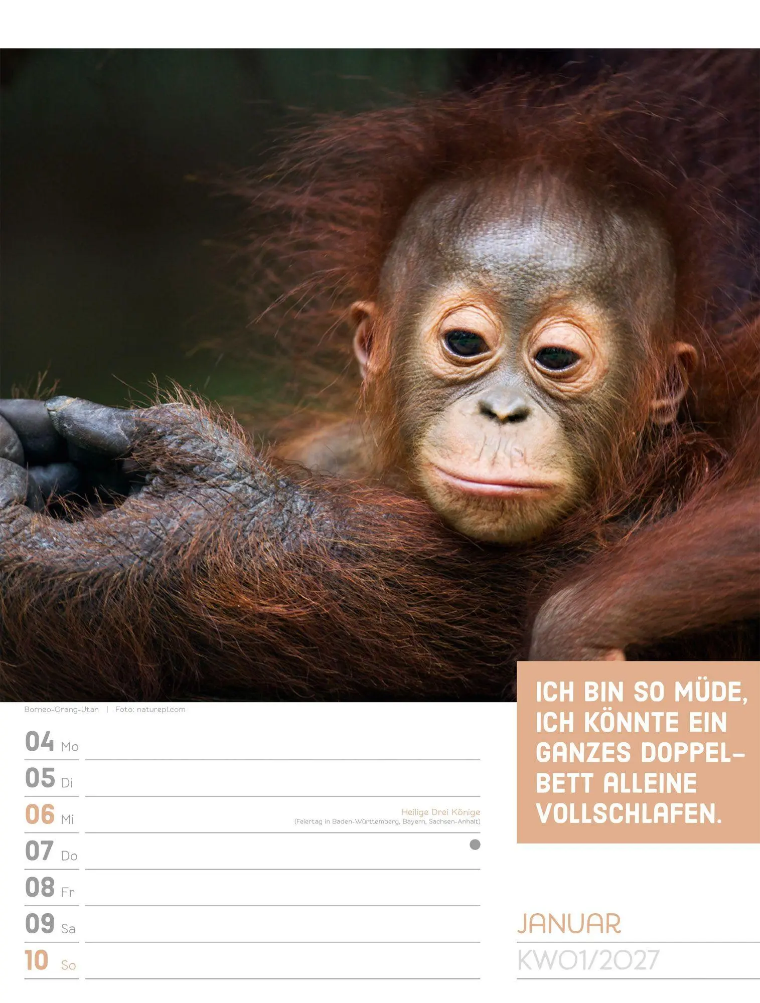 Bild: 9783838427966 | Tierisch Sprüchekalender Wochenplaner 2027 | GmbH | Kalender | 56 S.