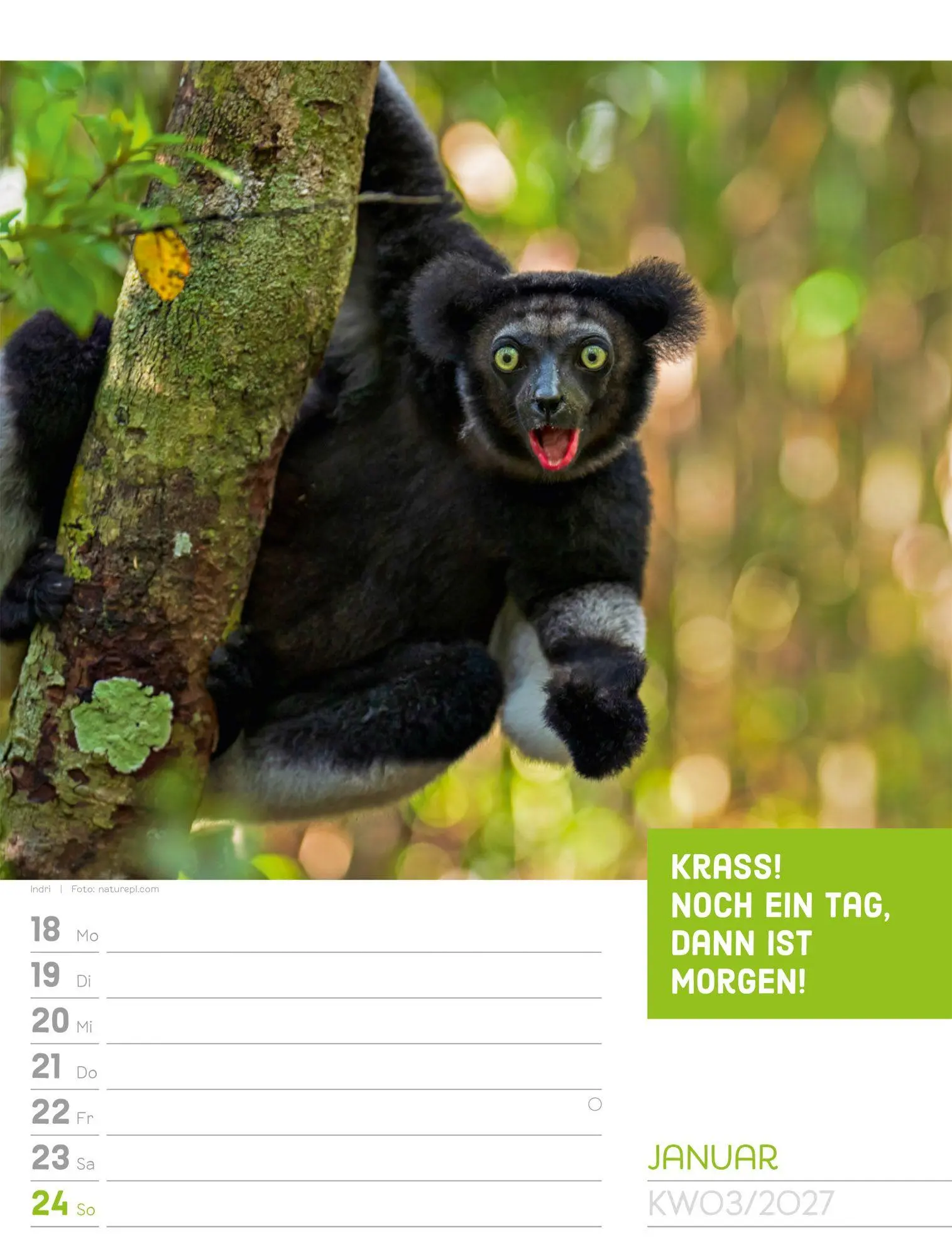 Bild: 9783838427966 | Tierisch Sprüchekalender Wochenplaner 2027 | GmbH | Kalender | 56 S.