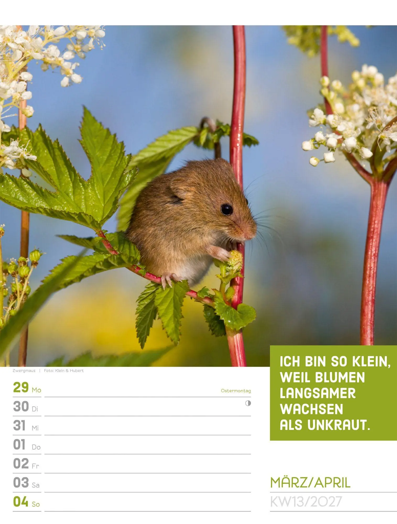 Bild: 9783838427966 | Tierisch Sprüchekalender Wochenplaner 2027 | GmbH | Kalender | 56 S.