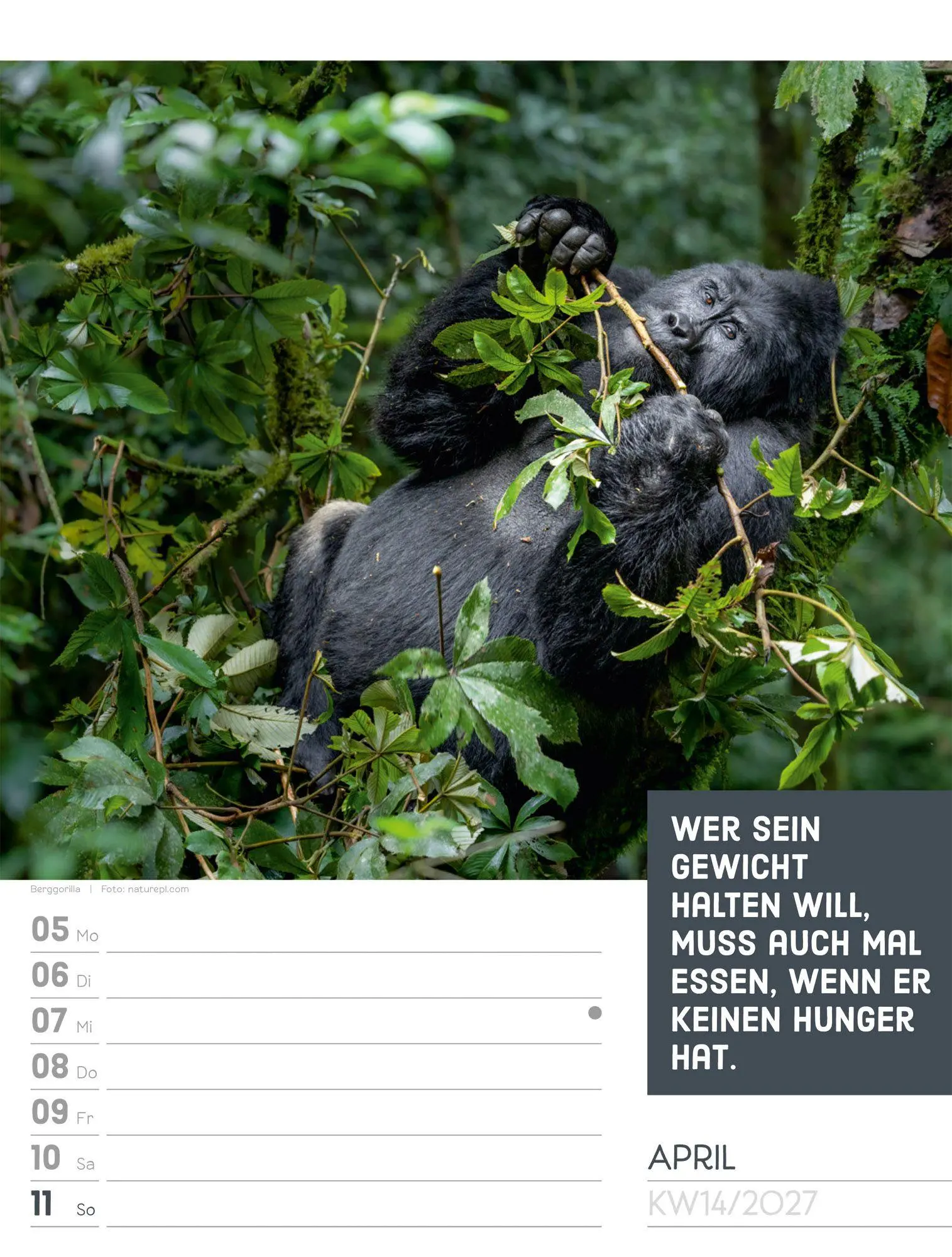 Bild: 9783838427966 | Tierisch Sprüchekalender Wochenplaner 2027 | GmbH | Kalender | 56 S.