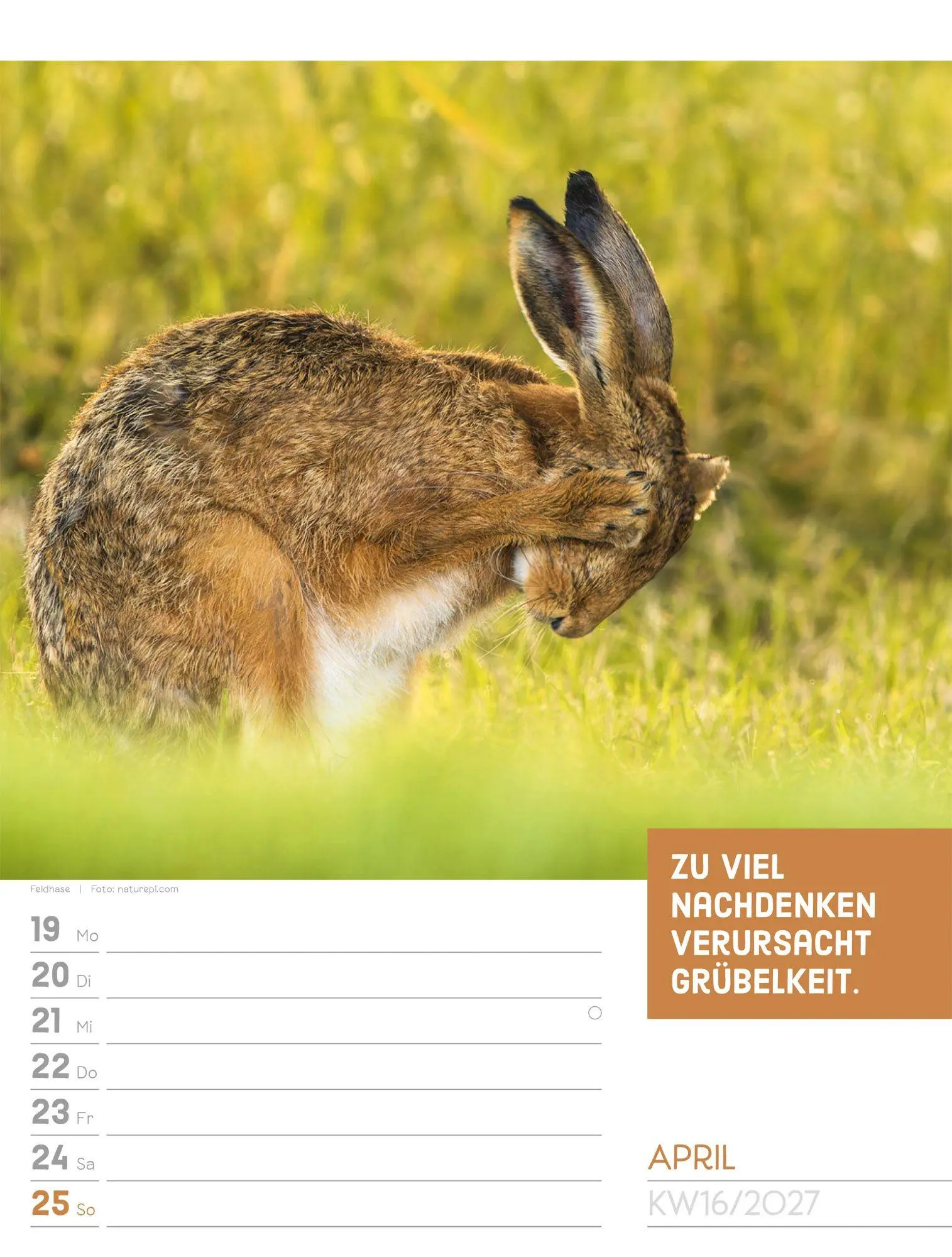 Bild: 9783838427966 | Tierisch Sprüchekalender Wochenplaner 2027 | GmbH | Kalender | 56 S.